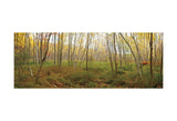 Birch Forest Panorama -  Michael Hudson - McGaw Graphics