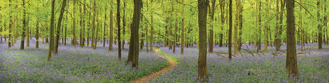 Bluebell Woods Panorama -  Michael Hudson - McGaw Graphics