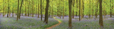 Bluebell Woods Panorama -  Michael Hudson - McGaw Graphics