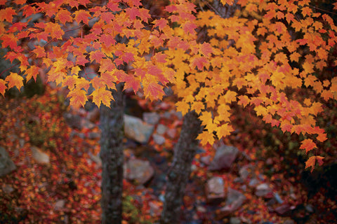 Suspended Maple Leaves -  Michael Hudson - McGaw Graphics