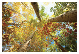 Forest Canopy -  Michael Hudson - McGaw Graphics