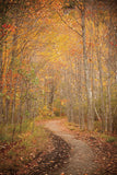 Winding Autumn Path -  Michael Hudson - McGaw Graphics