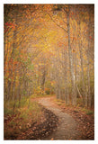 Winding Autumn Path -  Michael Hudson - McGaw Graphics