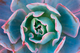 Echeveria Afterglow -  Michael Hudson - McGaw Graphics