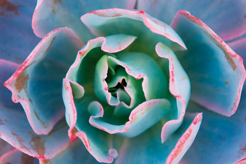 Echeveria Afterglow -  Michael Hudson - McGaw Graphics
