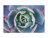 Echeveria Afterglow -  Michael Hudson - McGaw Graphics