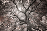 Ethereal Tree -  Michael Hudson - McGaw Graphics