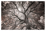 Ethereal Tree -  Michael Hudson - McGaw Graphics