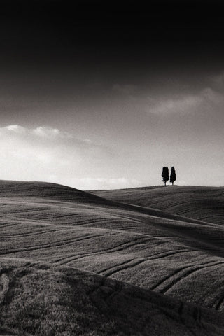 Late Afternoon Sunset on Twin Cypresses -  Michael Hudson - McGaw Graphics