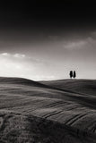 Late Afternoon Sunset on Twin Cypresses -  Michael Hudson - McGaw Graphics