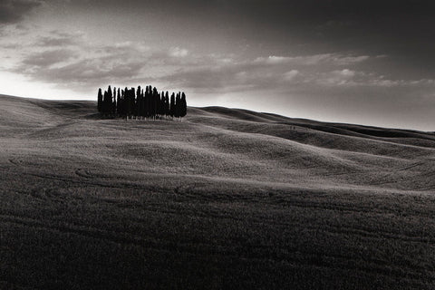 Cypresses and Rolling Hills -  Michael Hudson - McGaw Graphics