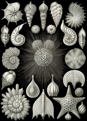 Thalamphora -  Ernst Haeckel - McGaw Graphics