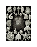 Thalamphora -  Ernst Haeckel - McGaw Graphics