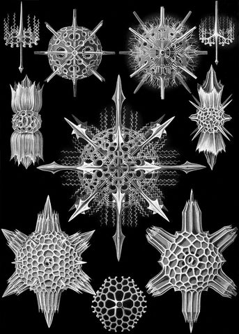 Acanthophracta -  Ernst Haeckel - McGaw Graphics