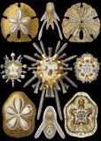 Echinidea -  Ernst Haeckel - McGaw Graphics