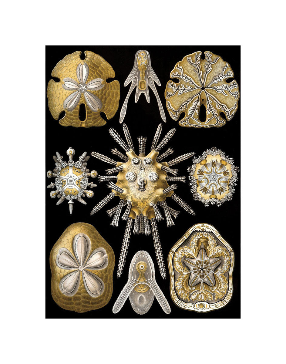 Echinidea | McGaw Graphics