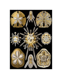 Echinidea -  Ernst Haeckel - McGaw Graphics