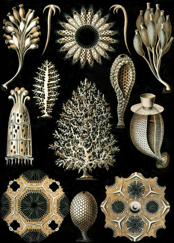 Calcispongiae -  Ernst Haeckel - McGaw Graphics