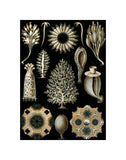 Calcispongiae -  Ernst Haeckel - McGaw Graphics