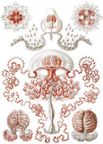 Anthomedusae -  Ernst Haeckel - McGaw Graphics