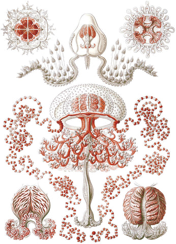 Anthomedusae -  Ernst Haeckel - McGaw Graphics