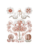 Anthomedusae -  Ernst Haeckel - McGaw Graphics