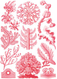 Florideae -  Ernst Haeckel - McGaw Graphics