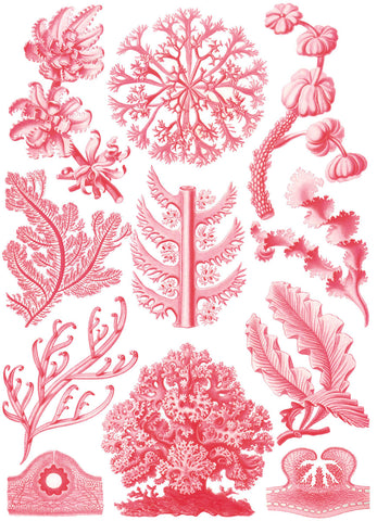Florideae -  Ernst Haeckel - McGaw Graphics