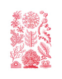 Florideae -  Ernst Haeckel - McGaw Graphics