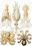 Gamochonia -  Ernst Haeckel - McGaw Graphics