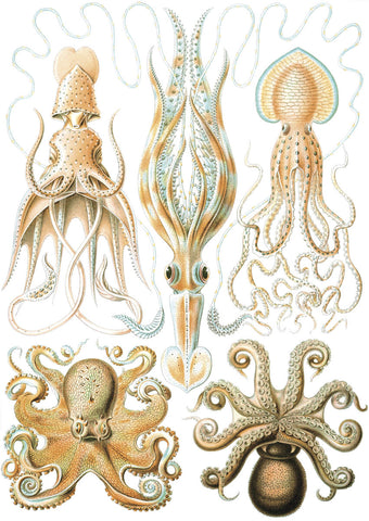 Gamochonia -  Ernst Haeckel - McGaw Graphics