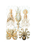 Gamochonia -  Ernst Haeckel - McGaw Graphics