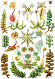 Hepaticae -  Ernst Haeckel - McGaw Graphics