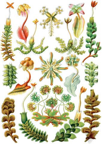 Hepaticae -  Ernst Haeckel - McGaw Graphics