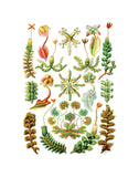 Hepaticae -  Ernst Haeckel - McGaw Graphics