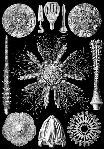 Microscopic Echinidea -  Ernst Haeckel - McGaw Graphics