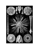 Microscopic Echinidea -  Ernst Haeckel - McGaw Graphics