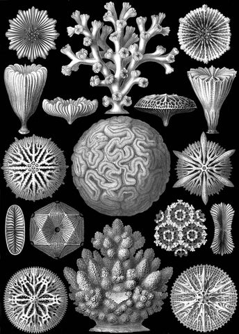 Microscopic Hexacoralla -  Ernst Haeckel - McGaw Graphics
