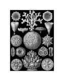 Microscopic Hexacoralla -  Ernst Haeckel - McGaw Graphics