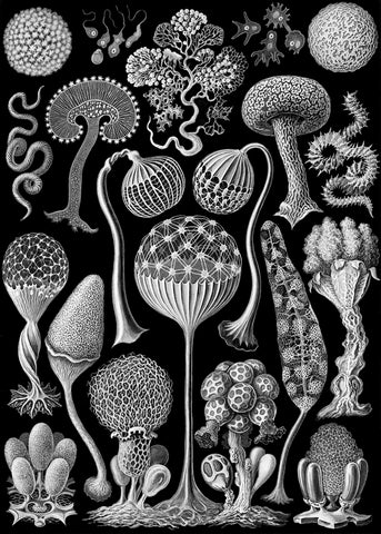 Microscopic Mycetozoa -  Ernst Haeckel - McGaw Graphics