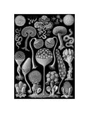 Microscopic Mycetozoa -  Ernst Haeckel - McGaw Graphics