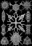 Microscopic Spumellaria -  Ernst Haeckel - McGaw Graphics