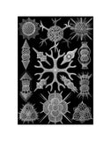 Microscopic Spumellaria -  Ernst Haeckel - McGaw Graphics