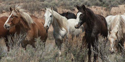 Pasture Pals (color) -  Barry Hart - McGaw Graphics