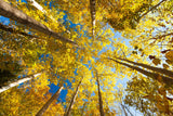 Aspens on the Canon Brook Trail -  Michael Hudson - McGaw Graphics