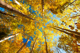 Aspens on the Canon Brook Trail -  Michael Hudson - McGaw Graphics