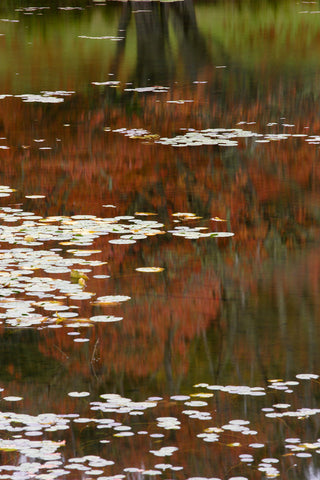 Lily Pads and Red Maple -  Michael Hudson - McGaw Graphics