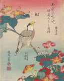 Hawfinch and Marvel-of-Peru -  Katsushika Hokusai - McGaw Graphics
