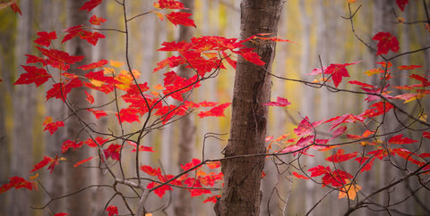 Autumn Leaves Near The Great Meadow -  Michael Hudson - McGaw Graphics