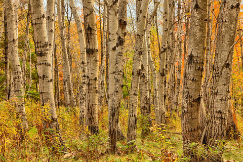 Birch Trees, Acadia -  Michael Hudson - McGaw Graphics